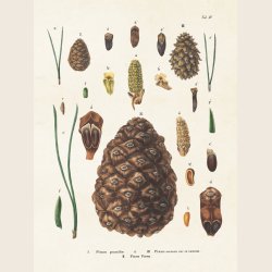 Print med botanisk motiv