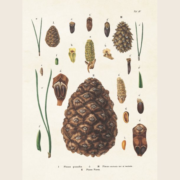 Print med botanisk motiv