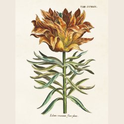 Print med botanisk motiv