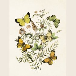 Print med botanisk motiv