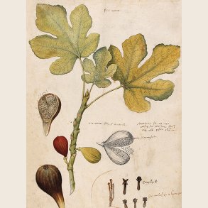 Print med botanisk motiv