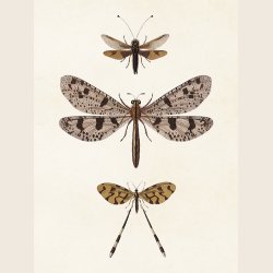 Print med botanisk motiv