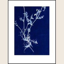 Vicia royal blue 30x40 cm