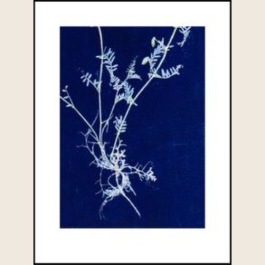 Vicia royal blue 30x40 cm
