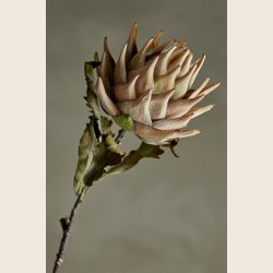 Artiskokblomst, creme