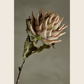 Artiskokblomst, creme