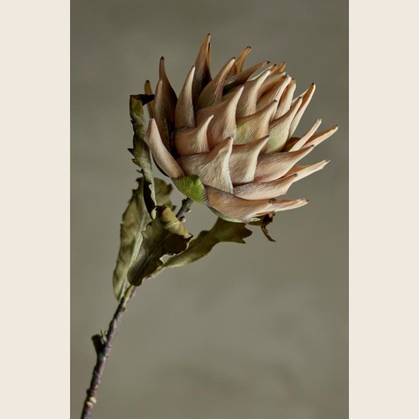 Artiskokblomst, creme