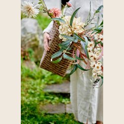 Chrysantemum-stilk