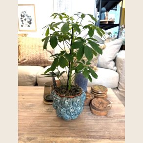 Bobles urtepotteskjuler, bl