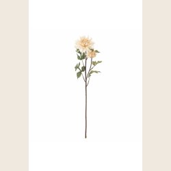 Chrysantemum-stilk