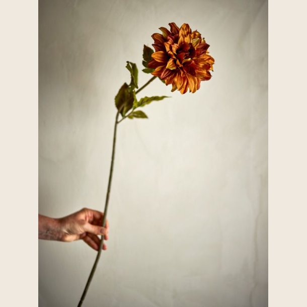 Dahlia-stilk, br�ndt orange