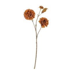 Dahlia-stilk, dobbelt