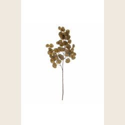 Eucalyptus, brun