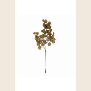 Eucalyptus, brun