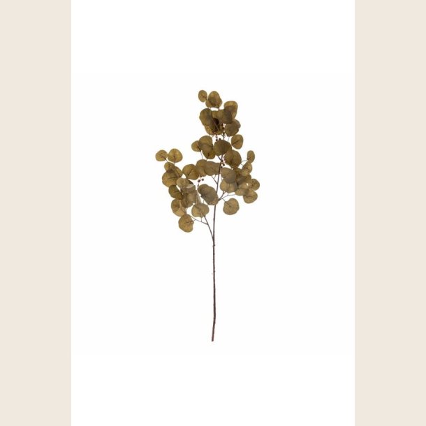 Eucalyptus, brun
