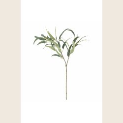 Eucalyptus, gr�n