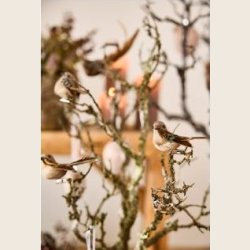 Fugle p clips, 3 stk.