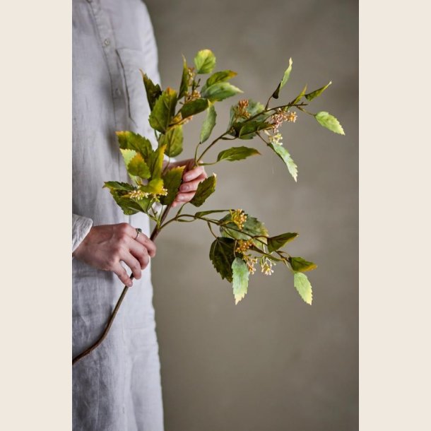 Gren med gr�nne blade og b�r