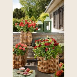 Gr�n hel�rslanterne, 2 str. 