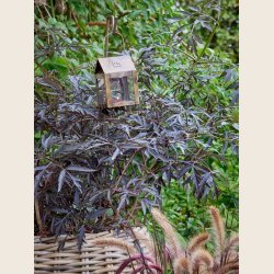 Hngelanterne, udendrs