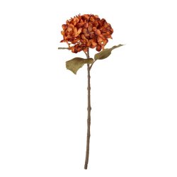 Hortensia-stilk, br�ndt orange