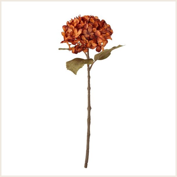 Hortensia-stilk, br�ndt orange