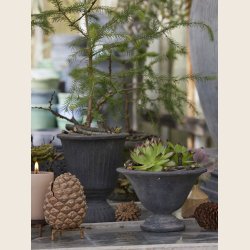 Magnolia opsats, sort