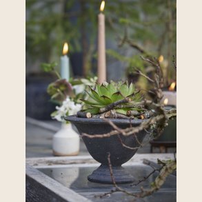 Magnolia opsats, sort