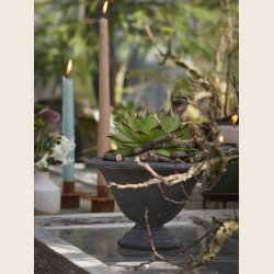 Magnolia opsats, sort