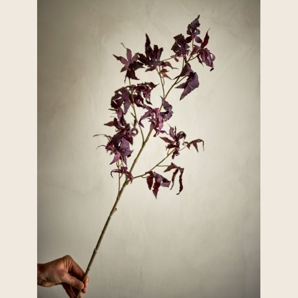 Ahorn-stilk, bordeaux