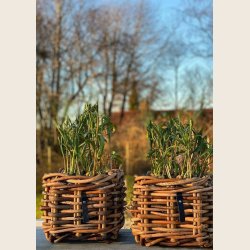 Mini firkantet rattankurv, low