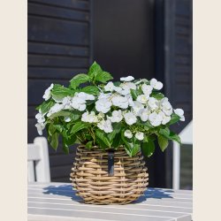 Pre Kubu rattan kurve