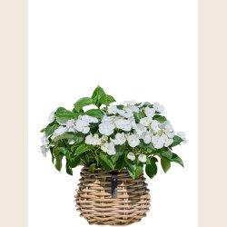 Pre Kubu rattan kurve