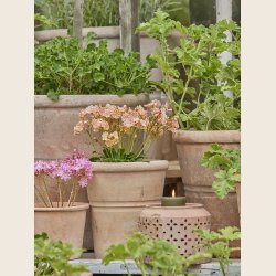 Patricia krukkest i antique terra