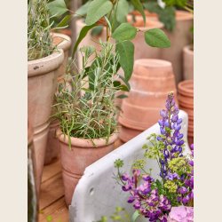 Patricia krukkest i antique terra