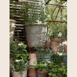 Patricia krukkest i antique terra