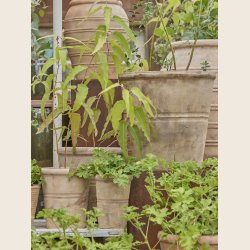 Patricia krukkest i antique terra