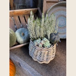 Kubu rattan urtepotte i flet