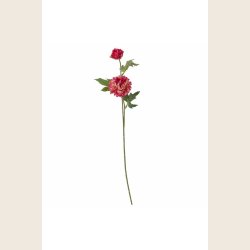 Chrysantemum-stilk, pink