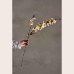 Riddersporer, creme