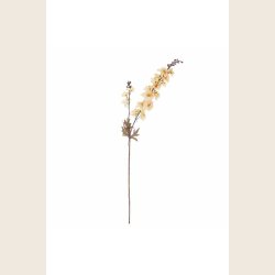 Riddersporer, creme