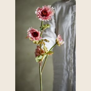 Rosa valmue