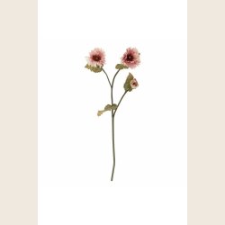 Rosa valmue
