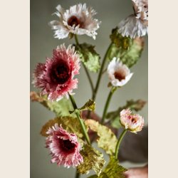 Rosa valmue