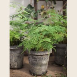 Rose krukke, sortpatineret