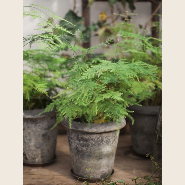 Rose krukke, sortpatineret