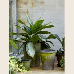 Rose krukke, sortpatineret