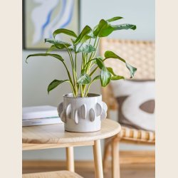 Roza urtepotteskjuler