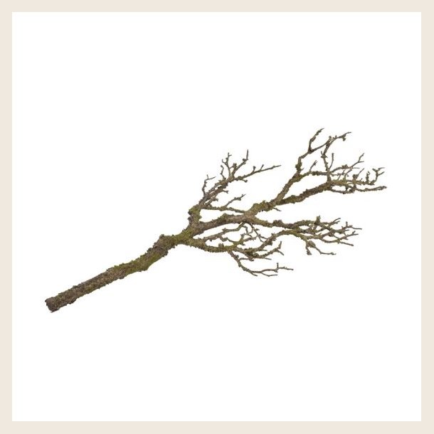 Rustik gren, 80 cm