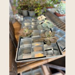 Bakker med seed pots 30 (W.E.T.)